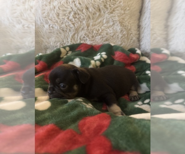 Medium Photo #17 French Bulldog Puppy For Sale in BONNEAU, SC, USA