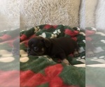 Small #2 French Bulldog