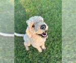 Small #3 Labradoodle