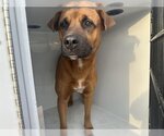 Small Photo #1 Rhodesian Ridgeback-Unknown Mix Puppy For Sale in Houston, TX, USA