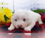 Puppy Carter Samoyed