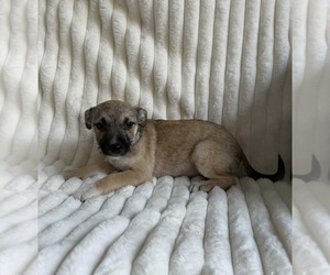 Deedee - Female Chihuahua-Unknown Mix Dog for Adoption - Photo #4