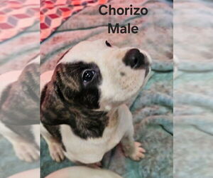Mutt Dogs for adoption in Evansville, IN, USA