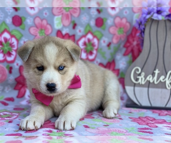 Medium Photo #1 Labrador Retriever-Siberian Husky Mix Puppy For Sale in LANCASTER, PA, USA