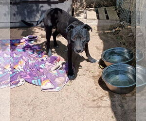 Baby Girl--BFF is Jingles - Female Labrador Retriever-Unknown Mix Dog for Adoption - Photo #5