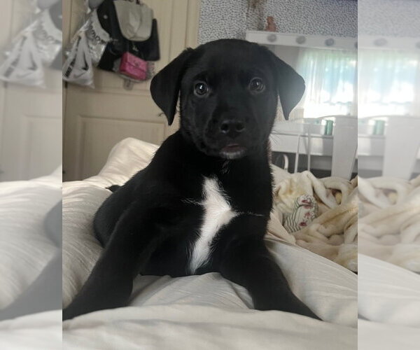 Medium Photo #1 Labrador Retriever-Unknown Mix Puppy For Sale in Brewster, NY, USA