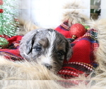Small Photo #69 Aussiedoodle Miniature  Puppy For Sale in STAFFORD, VA, USA