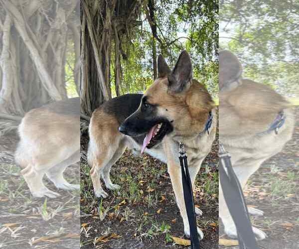 Medium Photo #9 German Shepherd Dog Puppy For Sale in Plantation, FL, USA