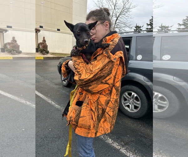 Medium Photo #10 Rat-Cha Puppy For Sale in Mount Laurel, NJ, USA