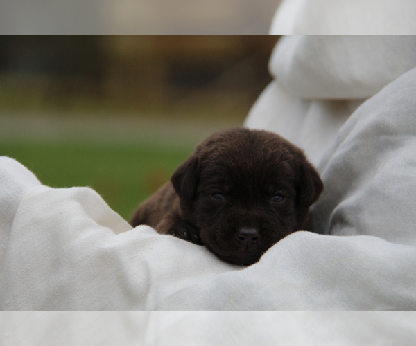 Medium Photo #5 Labrador Retriever Puppy For Sale in HYDE PARK, VT, USA