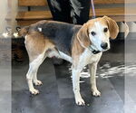 Small #3 American Foxhound-Beagle Mix