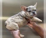 Small Photo #2 French Bulldog Puppy For Sale in DALLAS, TX, USA