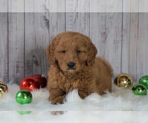 Goldendoodle (Miniature) Puppy for sale in FREDERICKSBG, OH, USA