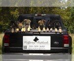 Small Photo #10 German Shepherd Dog Puppy For Sale in FAIR GROVE, MO, USA
