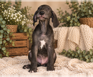 Medium Great Dane