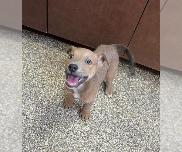 Medium Photo #8 American Pit Bull Terrier-Labrador Retriever Mix Puppy For Sale in Sebec, ME, USA