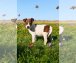 Small #1 Basenji-Rat Terrier Mix