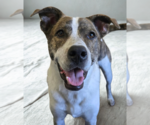 Small #11 American Pit Bull Terrier-Huskies  Mix