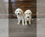 Small #2 English Cream Golden Retriever