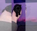 Puppy 2 Pomeranian