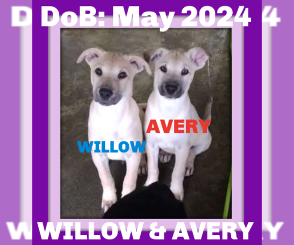 Medium Photo #9 Labrador Retriever-Unknown Mix Puppy For Sale in Sebec, ME, USA