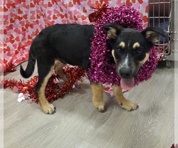Medium Photo #6 German Shepherd Dog-Unknown Mix Puppy For Sale in Attalka, AL, USA