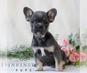 French Bulldog Puppy for sale in EAST EARL, PA, USA