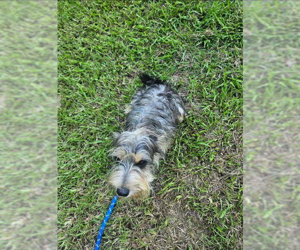 Medium Photo #2 Mutt Puppy For Sale in Cranston, RI, USA