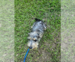 Small #1 Mutt