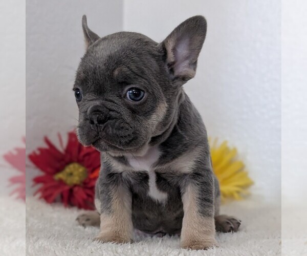 Medium Photo #10 French Bulldog Puppy For Sale in GOSHEN, IN, USA