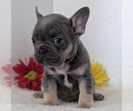Small #9 French Bulldog