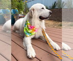 Small #8 Great Pyrenees