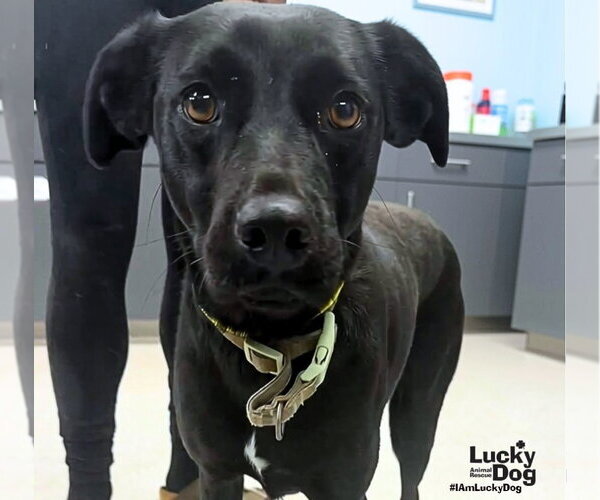 Medium Photo #1 Labrador Retriever-Unknown Mix Puppy For Sale in Washington, DC, USA