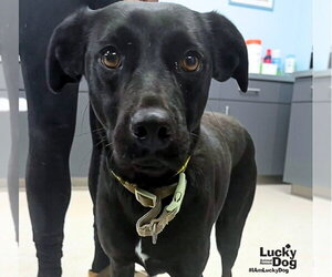 Labrador Retriever-Unknown Mix Dogs for adoption in Washington, DC, USA