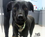 Small Labrador Retriever Mix