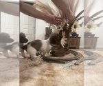 Belle and Jax - Female Dachshund Puppy for Sale - Photo #8