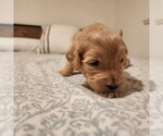 Litter of 5 - Male(s) and Female(s) GoldendoodleLitter of Puppies for Sale - Photo #6