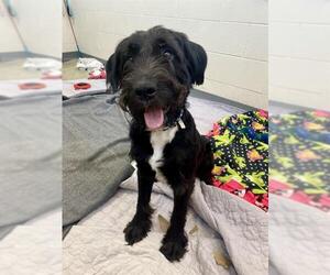 Labradoodle Dogs for adoption in Fort Wayne, IN, USA