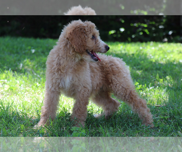 Medium Photo #3 Goldendoodle Puppy For Sale in KERNERSVILLE, NC, USA