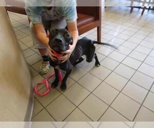 Labrador Retriever-Unknown Mix Dogs for adoption in Ocala, FL, USA