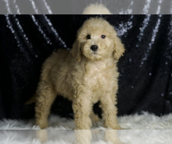 Medium Photo #3 Goldendoodle (Miniature) Puppy For Sale in WARSAW, IN, USA