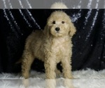 Small Photo #57 Goldendoodle (Miniature) Puppy For Sale in WARSAW, IN, USA