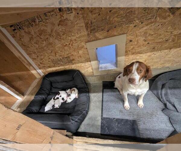 Medium Photo #3 Brittany Puppy For Sale in BENTON CITY, WA, USA