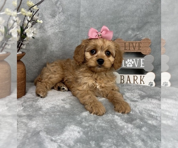 Medium Photo #3 Cavapoo (Standard) Puppy For Sale in GREENFIELD, IN, USA