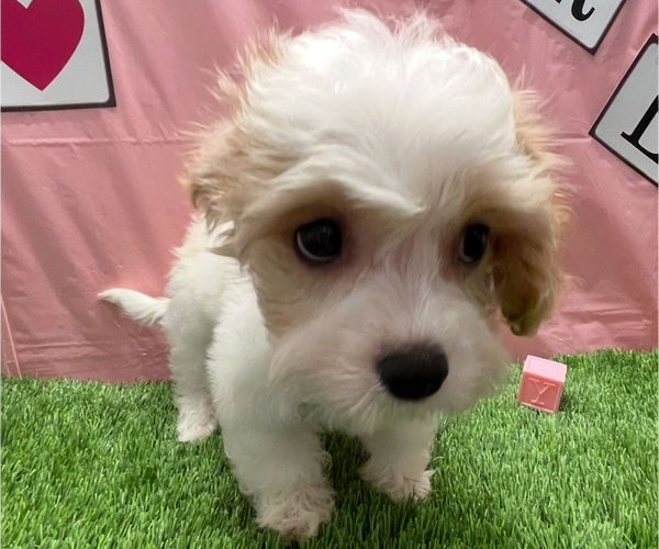 Medium Photo #4 Cavachon Puppy For Sale in STUART, FL, USA
