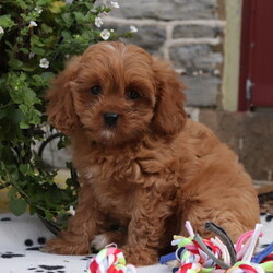 Cavapoo Puppy for sale in GAP, PA, USA