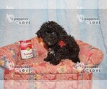 Small Photo #2 Poochon-Poodle (Toy) Mix Puppy For Sale in SANGER, TX, USA