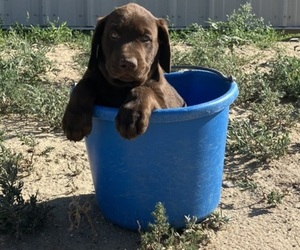 American Bulldog Litter for sale in VONA, CO, USA