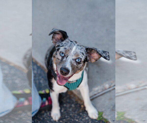 Medium Photo #2 Australian Shepherd-Chihuahua Mix Puppy For Sale in St. Louis Park, MN, USA