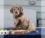 Small #1 Labrador Retriever-Miniature Bernedoodle Mix